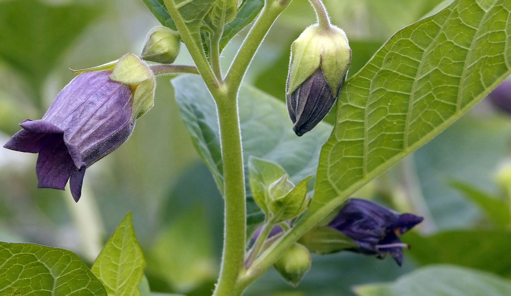 Belladonna Belladonna